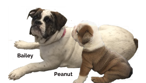 Peanut and Bailey our dogs